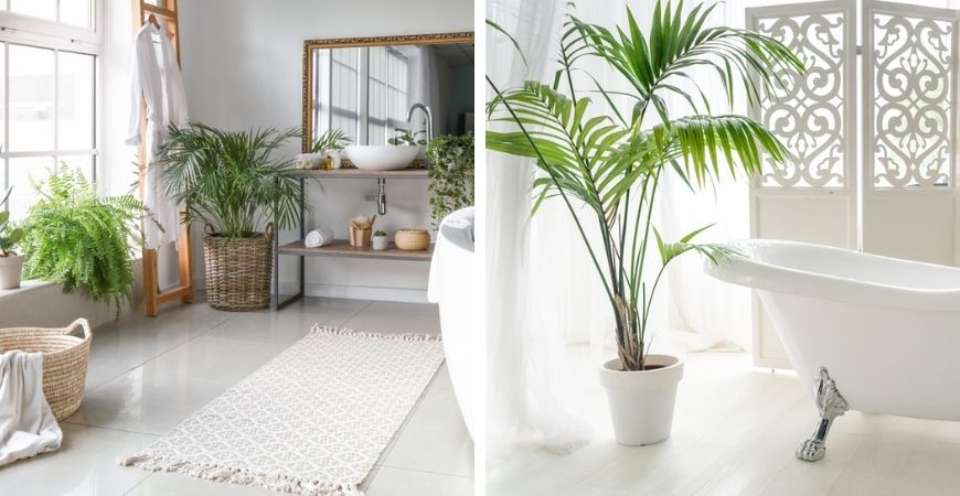 Tuincentrum TuinWereld | Grote kamerplanten kopen