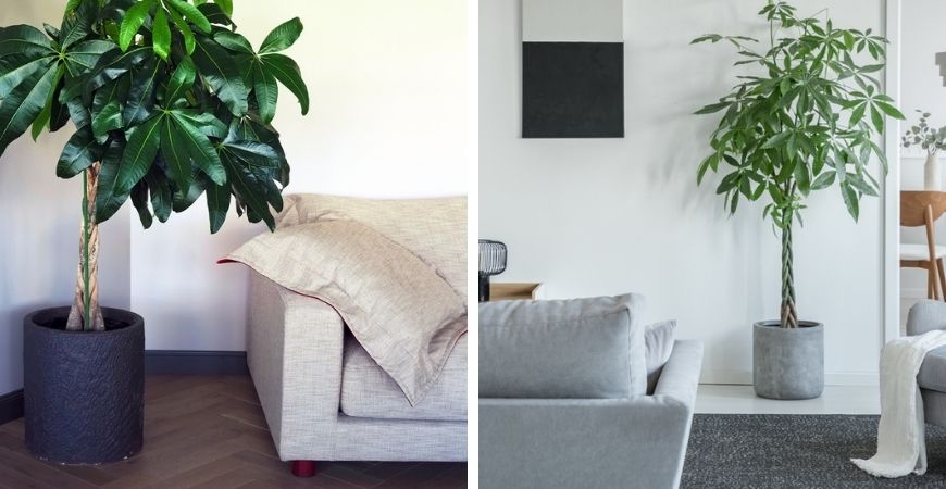 Tuincentrum TuinWereld | Grote kamerplanten kopen