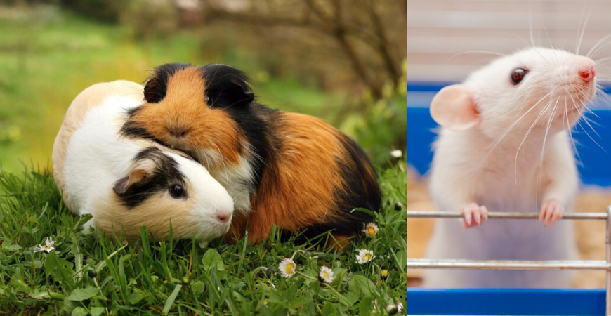 hamster-kopen-tuinwereld