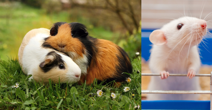 Knaagdieren Dierenwinkel - Tuincentrum Tuinwereld