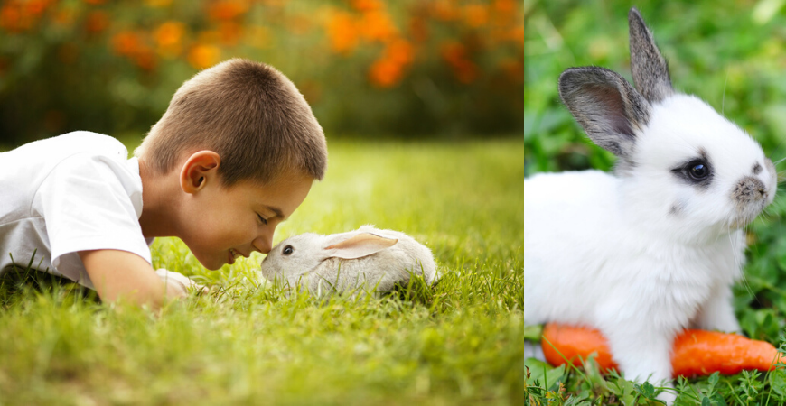 Birma Somber Controverse Konijnen | Dierenwinkel - Tuincentrum Tuinwereld