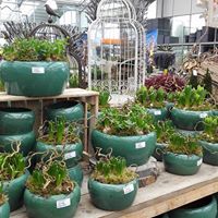 Diverse soorten planten voor binnen én buiten kopen tijdens onze koopzondag nabij Utrecht Diverse soorten planten voor binnen én buiten kopen tijdens onze koopzondag nabij Utrecht