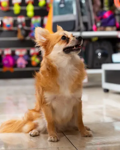 Dierenwinkel