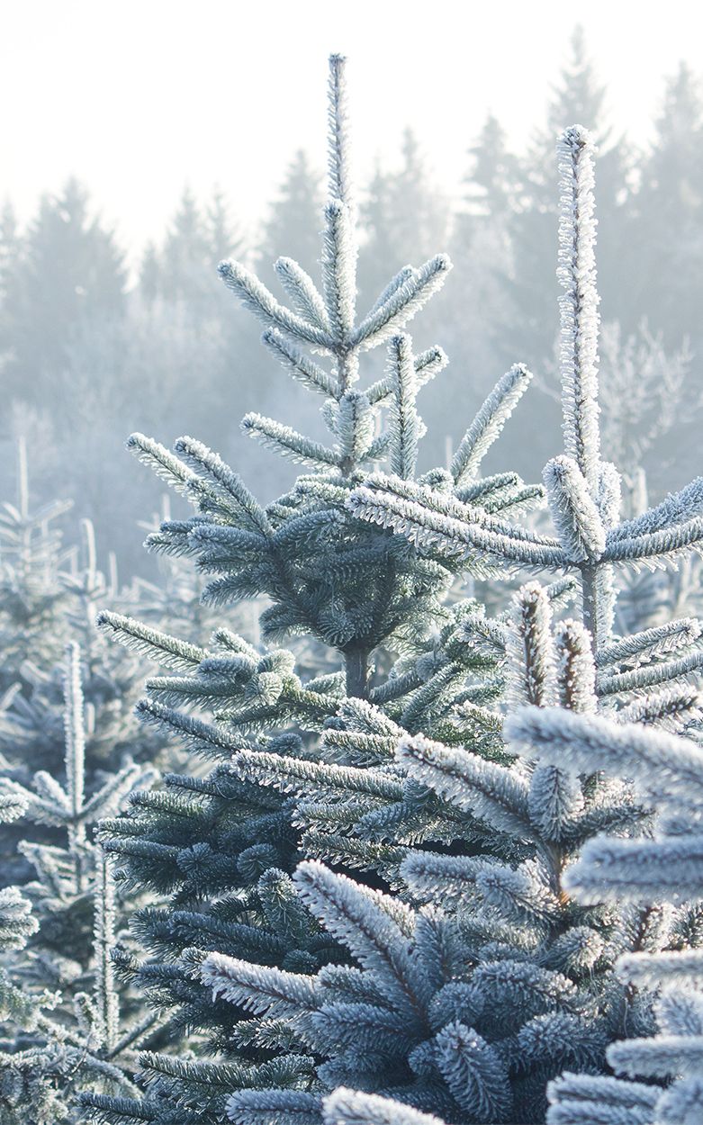 Kerstbomen