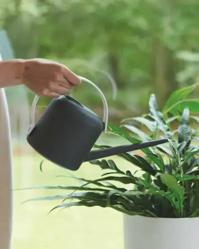 Plantverzorging
