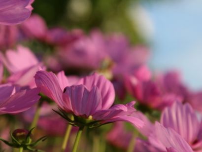 Tuinplanten