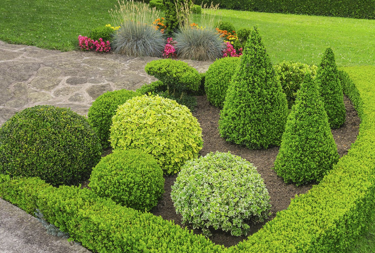 Tuinplanten Tuinplanten