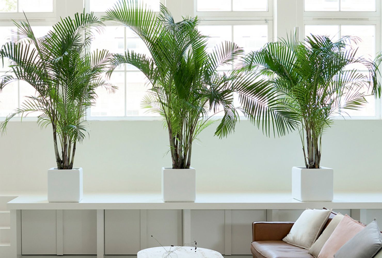 Woonplant van de maand