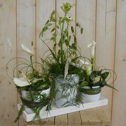 Workshop week 23 - TuinWereld Wijchen