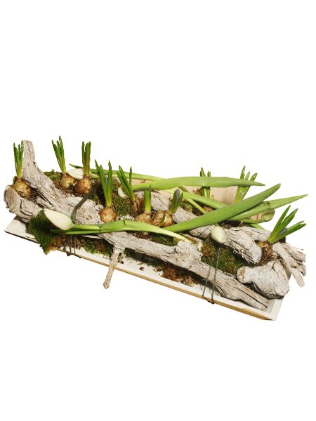 Workshop week 7 en 8 - TuinWereld Tiel