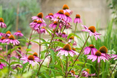 De mooiste nazomerbloeiers