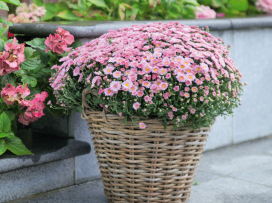 Tuinplant van de maand: Bolchrysant