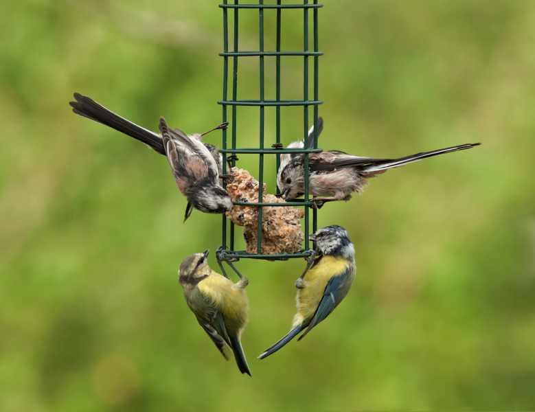 Voorbijganger speer opschorten Vogels in je tuin: vrolijk en nuttig! - Tuincentrum Tuinwereld