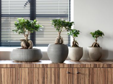 Woonplant van de maand mei: Zenplanten