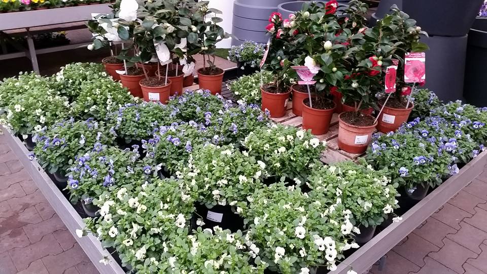De mooiste tuinplanten koopt u bij TuinWereld in Malden De mooiste tuinplanten koopt u bij TuinWereld in Malden