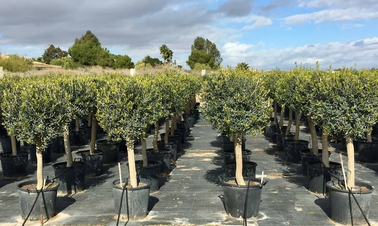 Diverse soorten planten kopen in Malden Diverse soorten planten kopen in Malden