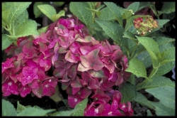 Hydrangeaceae