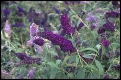 Buddlejaceae