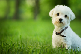 Honden