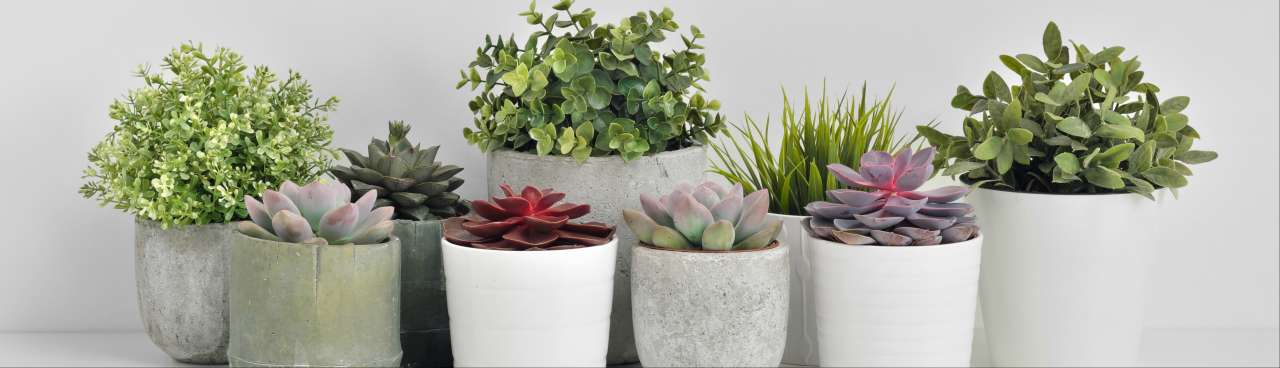 Kamerplanten koopt u bij Tuincentrum TuinWereld