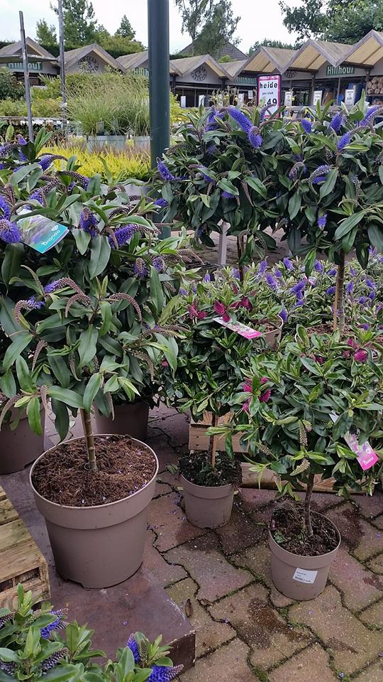 Kom planten kopen bij TuinWereld; het leukste tuincentrum in Gelderland! Kom planten kopen bij TuinWereld; het leukste tuincentrum in Gelderland!