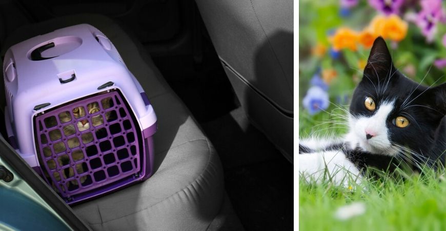 Tuincentrum TuinWereld | Dierenwinkel | Dierenafdeling | Katten