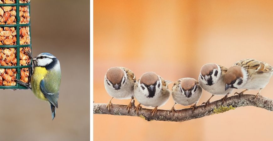 Tuincentrum Tuinwereld | Dierenwinkel | Vogels