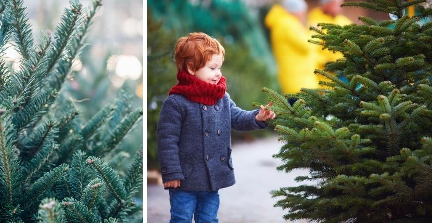 Kerstbomen - Tuincentrum