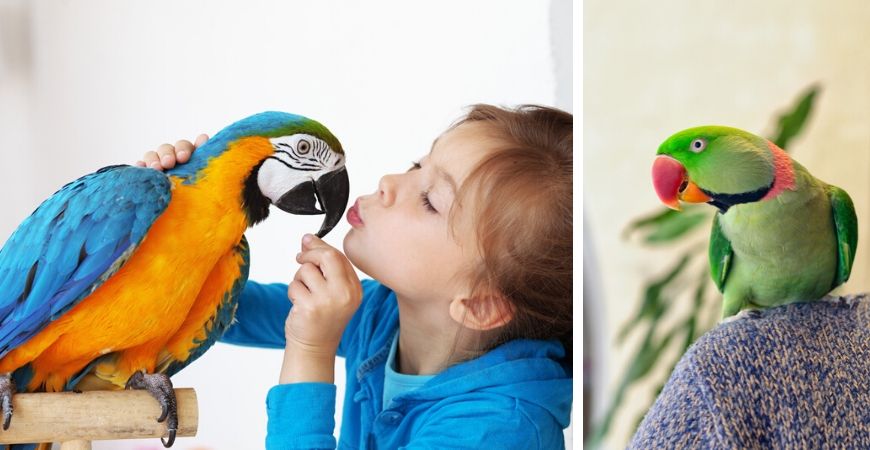 Tuincentrum Tuinwereld | Dierenwinkel | Vogels