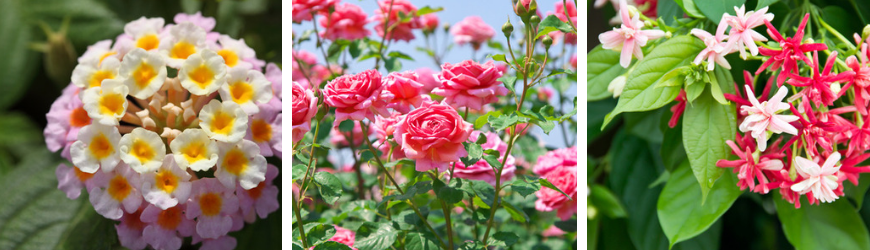 Tuinplanten kopen bij Tuincentrum TuinWereld