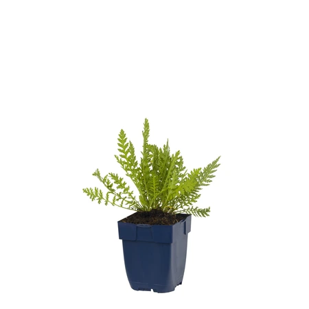 Achillea fil. 'Cloth of Gold'