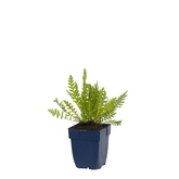 Achillea fil. 'Cloth of Gold'