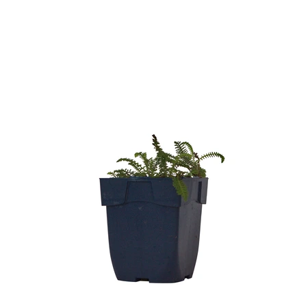 Achillea mill. 'Milly Rock Red'