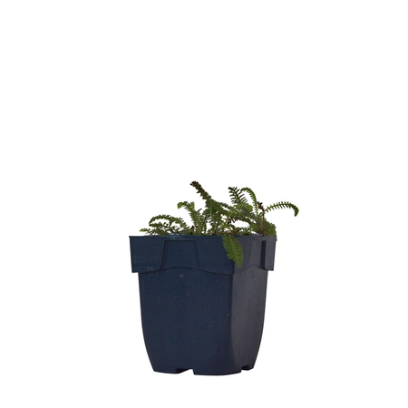 Achillea mill. 'Milly Rock Rose'