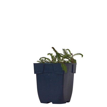 Achillea mill. 'Milly Rock Yellow Terracotta'