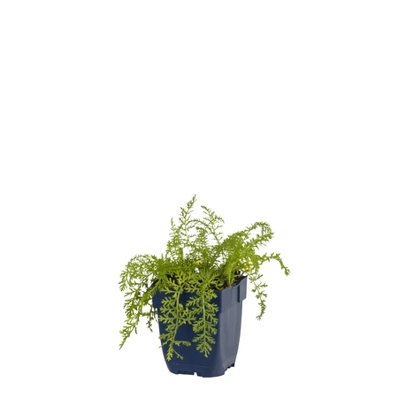 Achillea mill. 'Paprika'