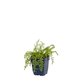 Achillea mill. 'Paprika'