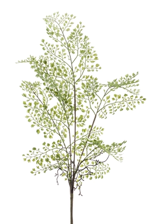 Fern adianthum bush 55cm