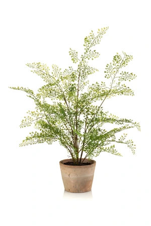 Adianthum fern bush 65cm in tc aged pot