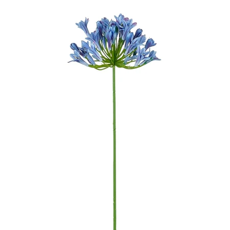 Agapanthus blauw - l75cm