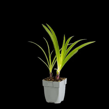 Agapanthus 'Enigma' - afbeelding 1