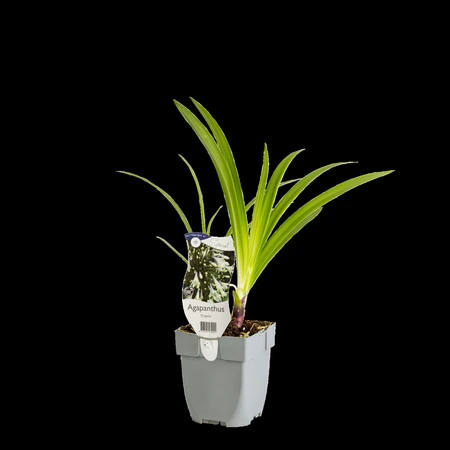 Agapanthus 'Enigma' - afbeelding 2