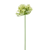 Agapanthus groen - l75cm