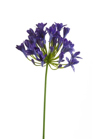 Agapanthus spray blue 75cm