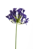 Agapanthus spray blue 75cm