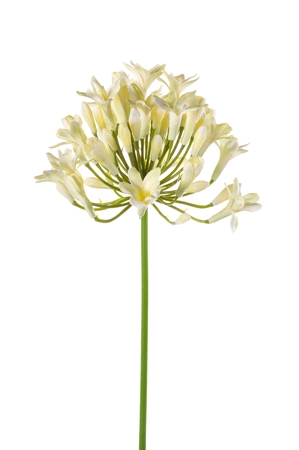Agapanthus spray cream 75cm