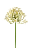 Agapanthus spray cream 75cm