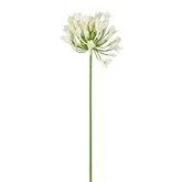 Agapanthus wit - l75cm