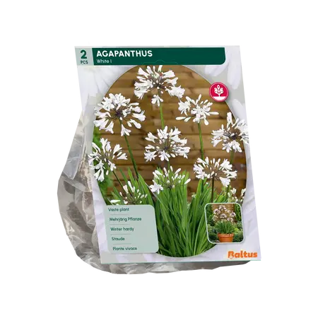 Agapanthus, Wit per 2
