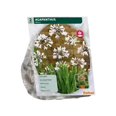 Agapanthus, Wit per 2